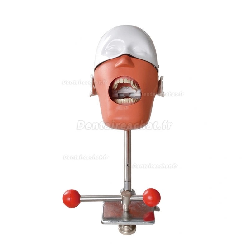 Mannequin de formation dentaire tête phantom simulateurs dentaires à montage sur banc